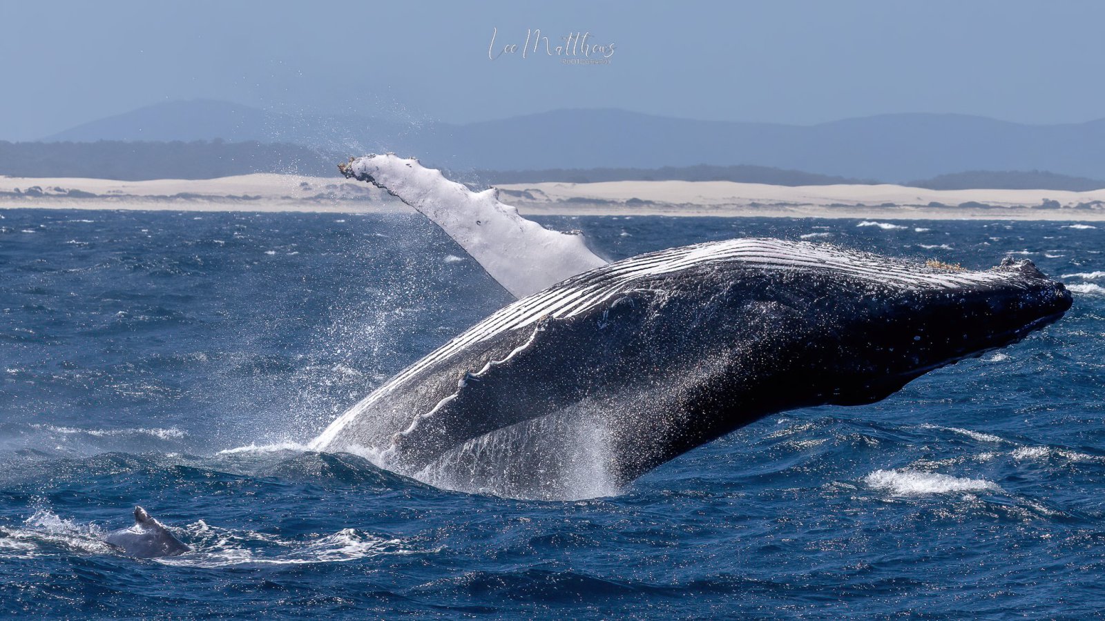 a whale jumping out of the water