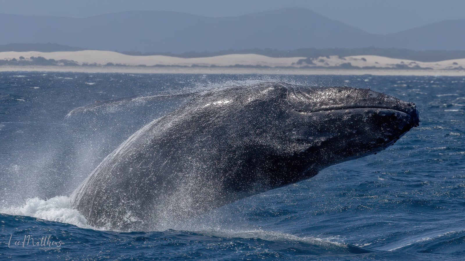 a whale jumping out of the water
