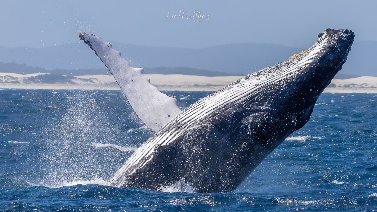 a whale jumping out of the water