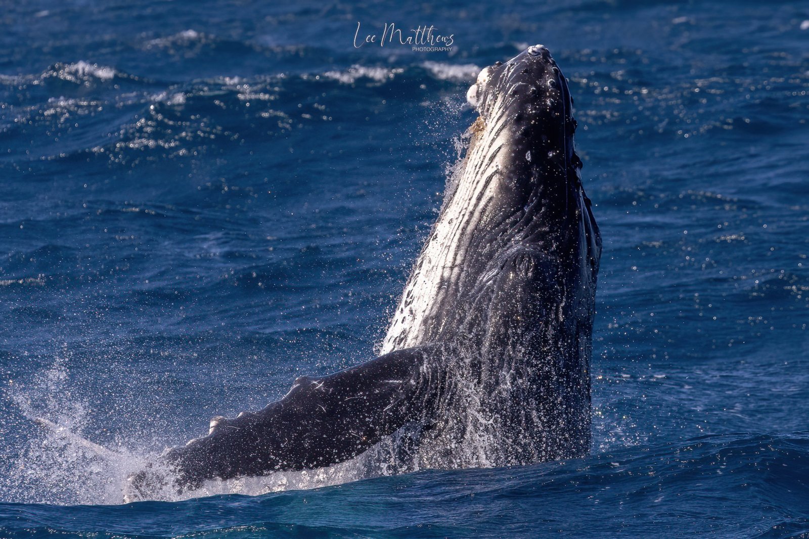 a whale jumping out of the water