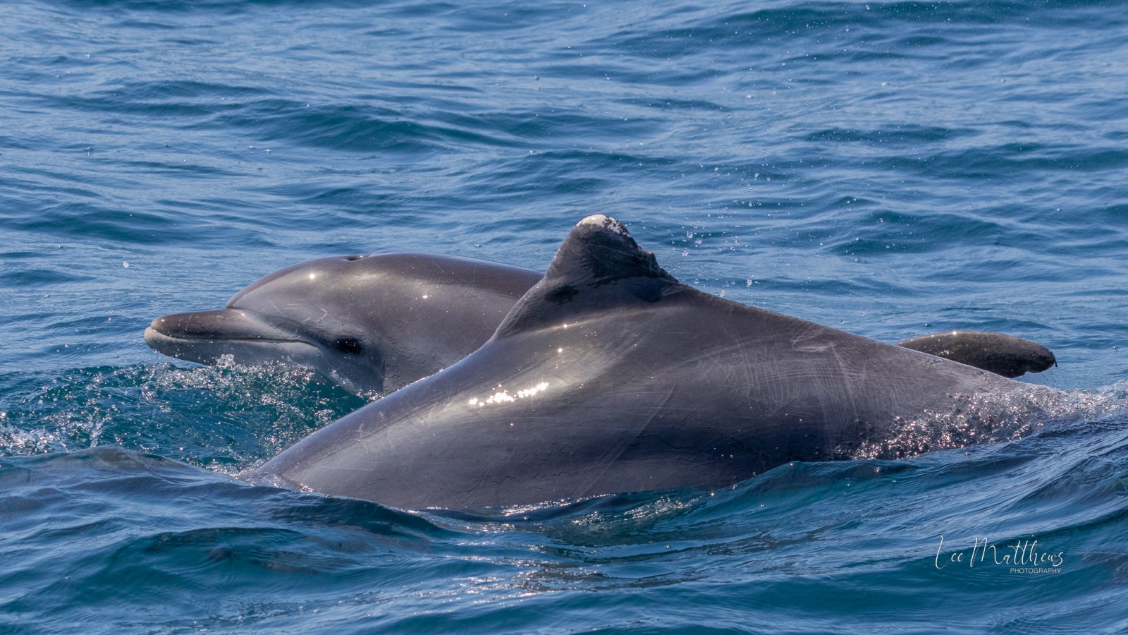 an animal swimming in the water