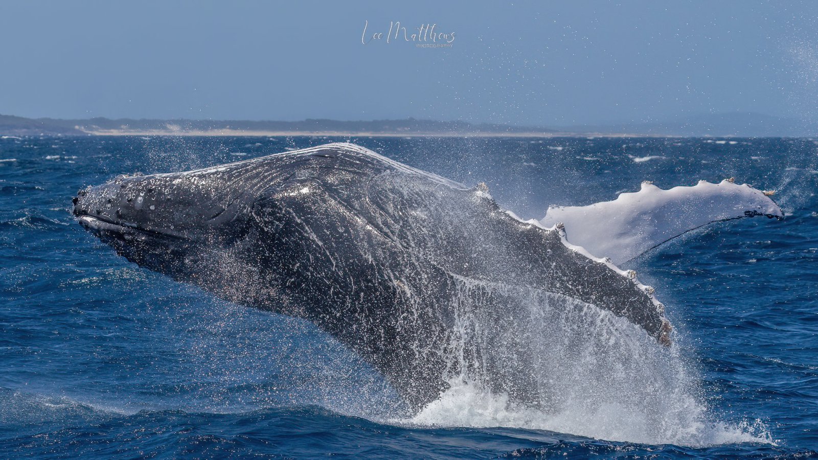 a whale jumping out of the water
