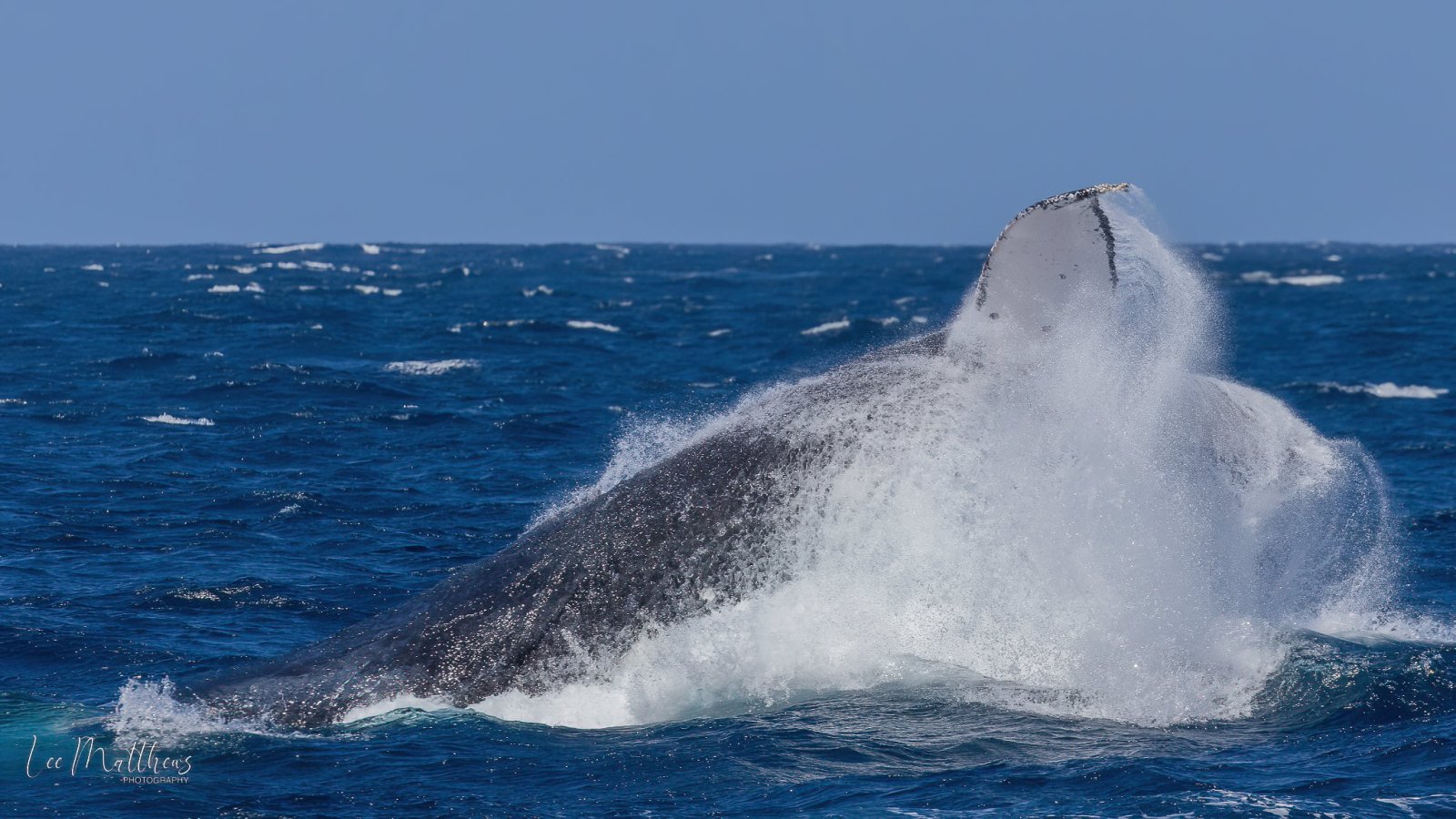 a whale jumping out of the water