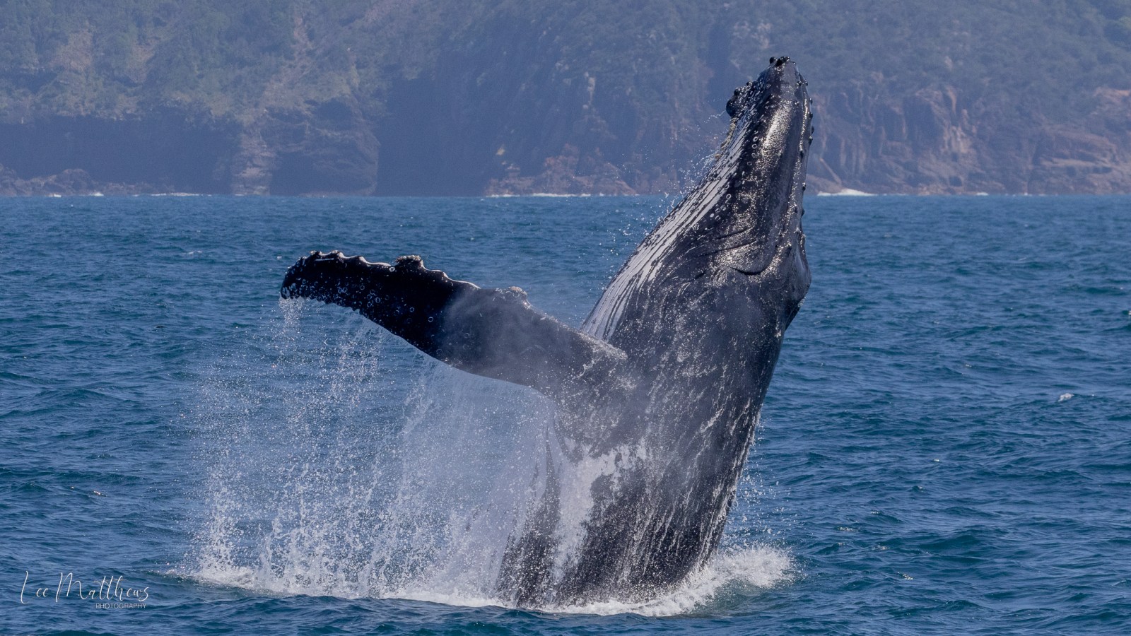 a whale jumping out of the water