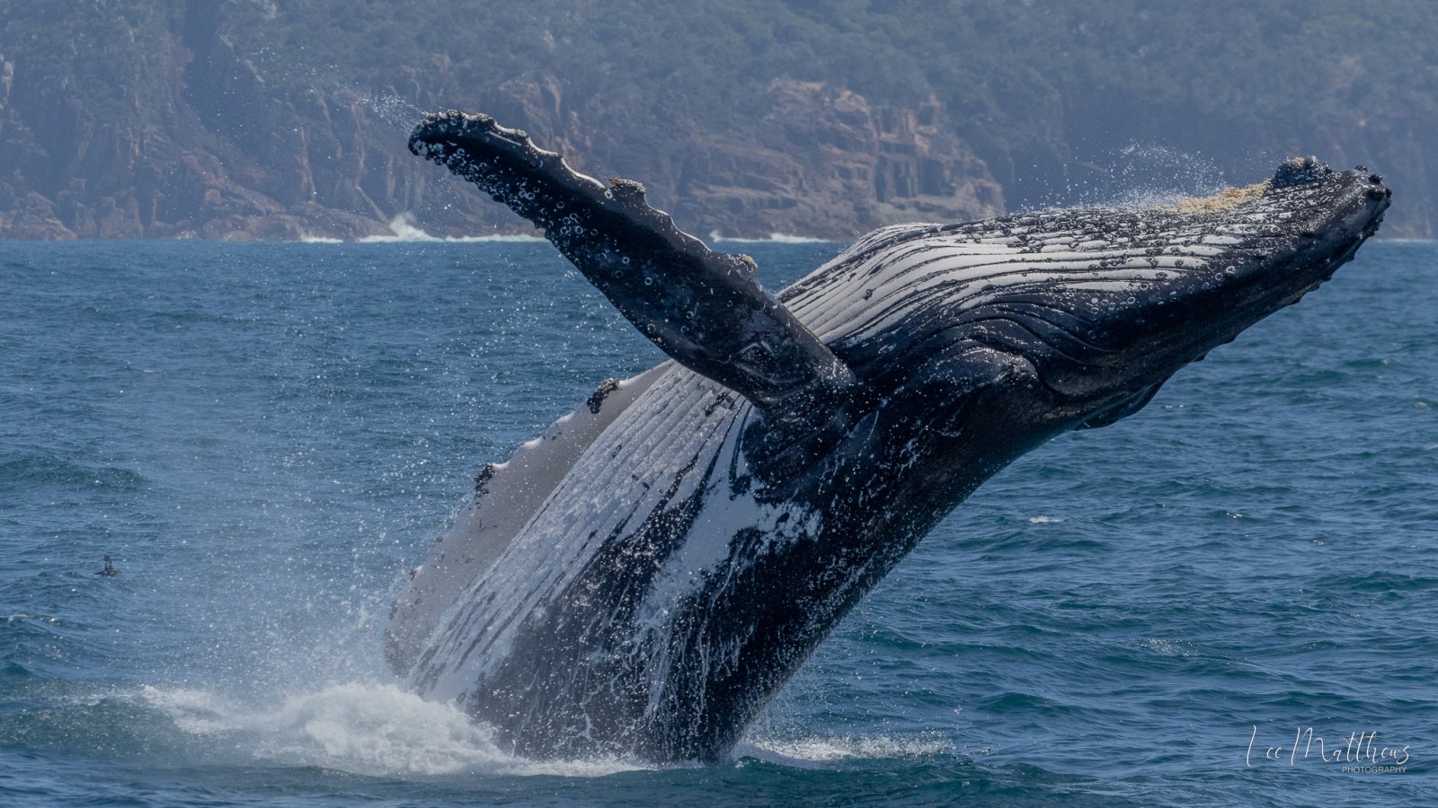 a whale jumping out of the water