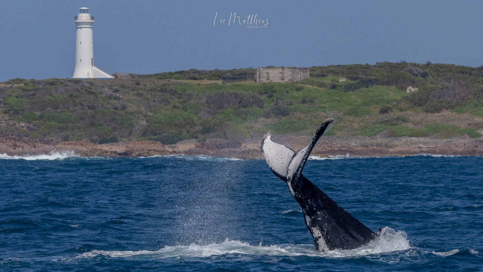 a whale jumping out of the water