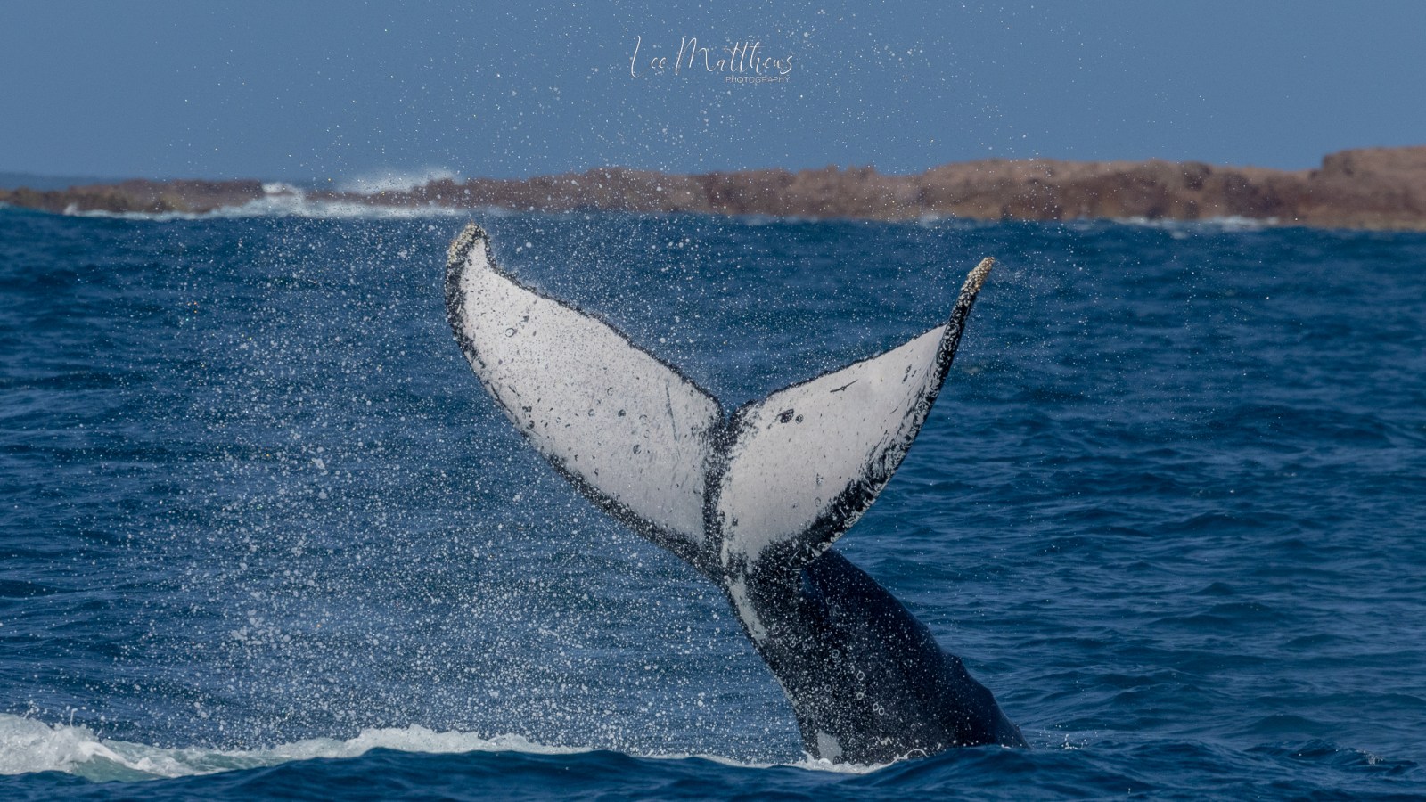 a whale jumping out of the water