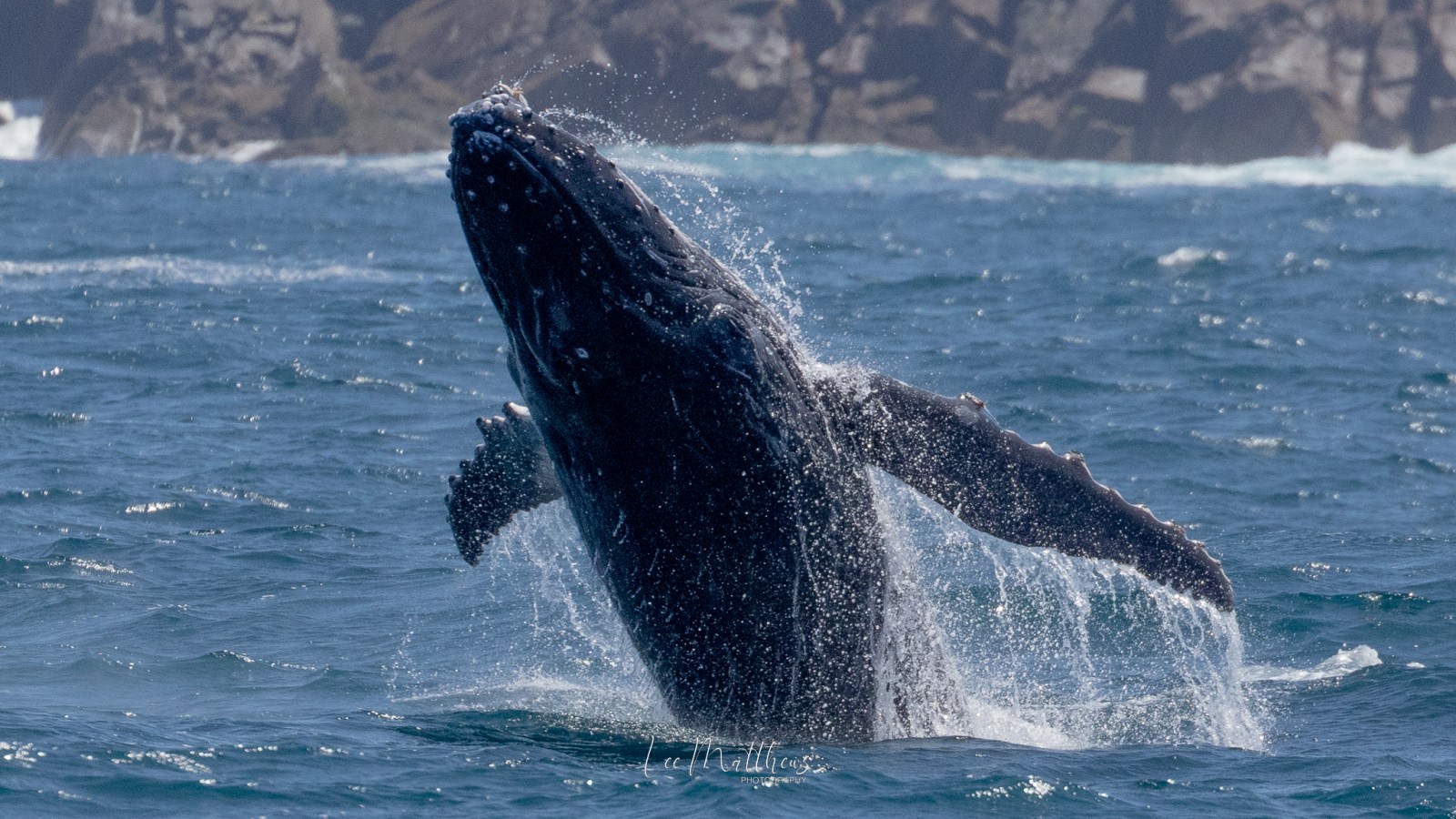 a whale jumping out of the water