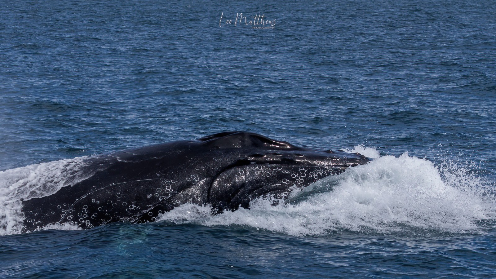MOONSHADOW TQC CRUISES WHALE WATCHING PORT STEPHENS