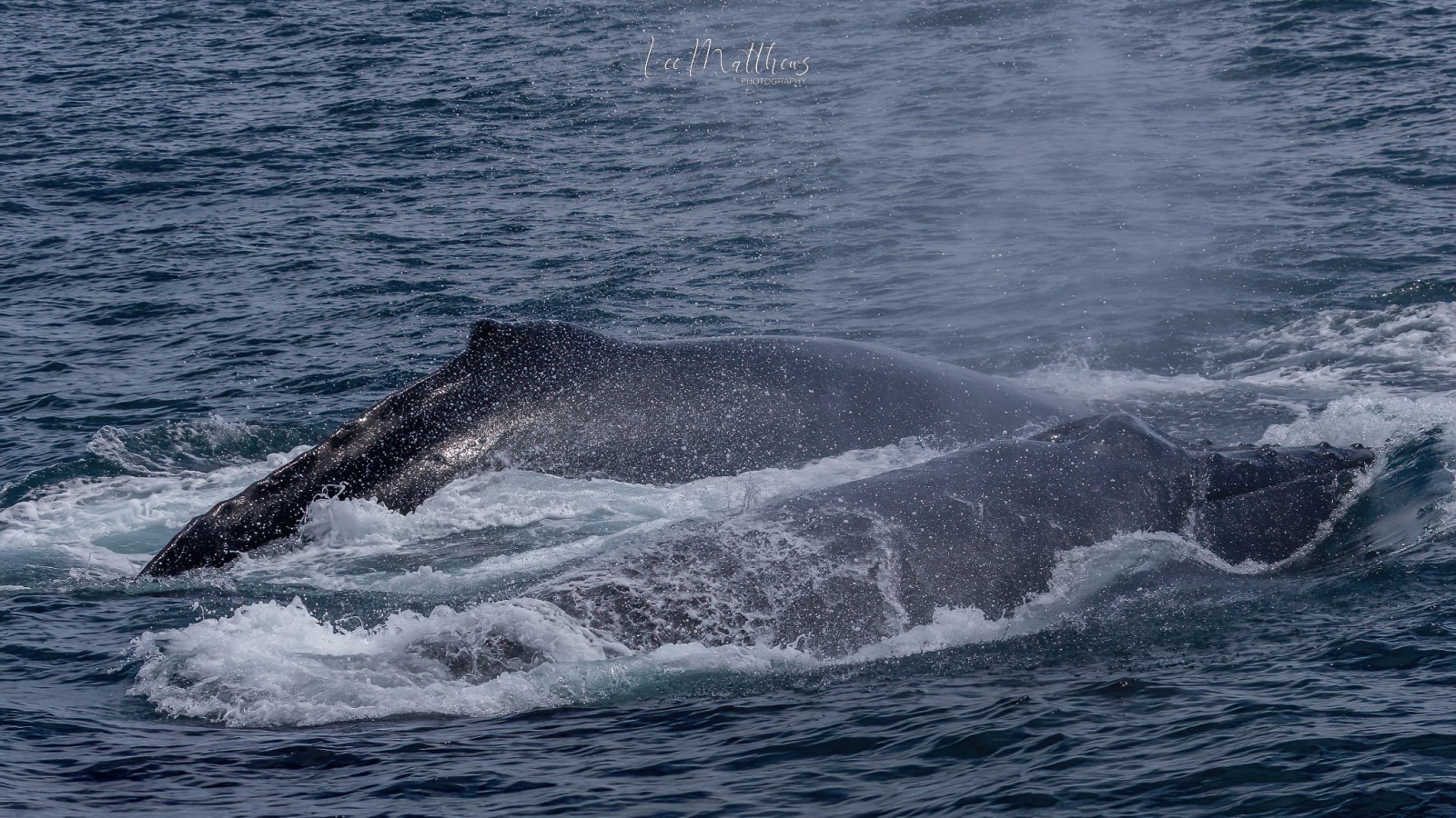 a whale jumping out of the water