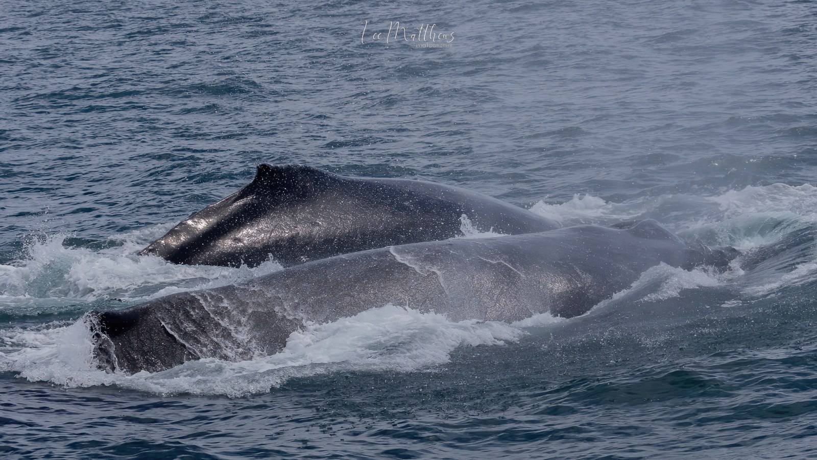 a whale jumping out of the water