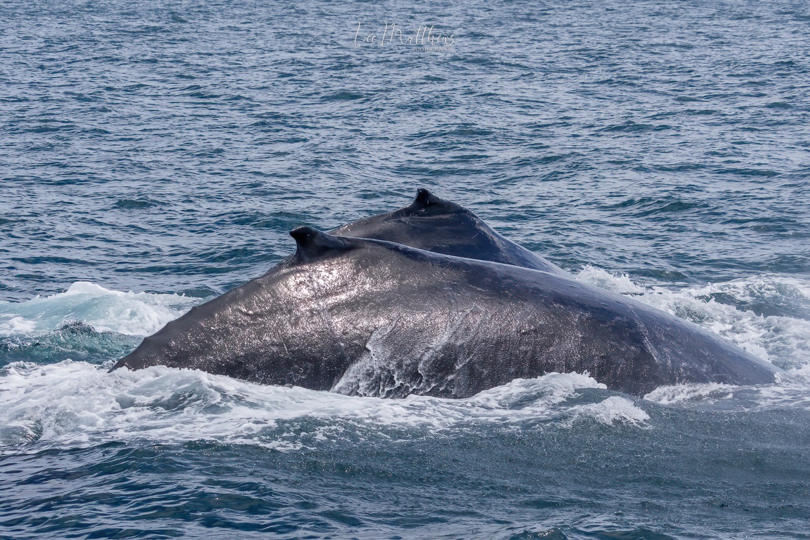 a whale jumping out of the water