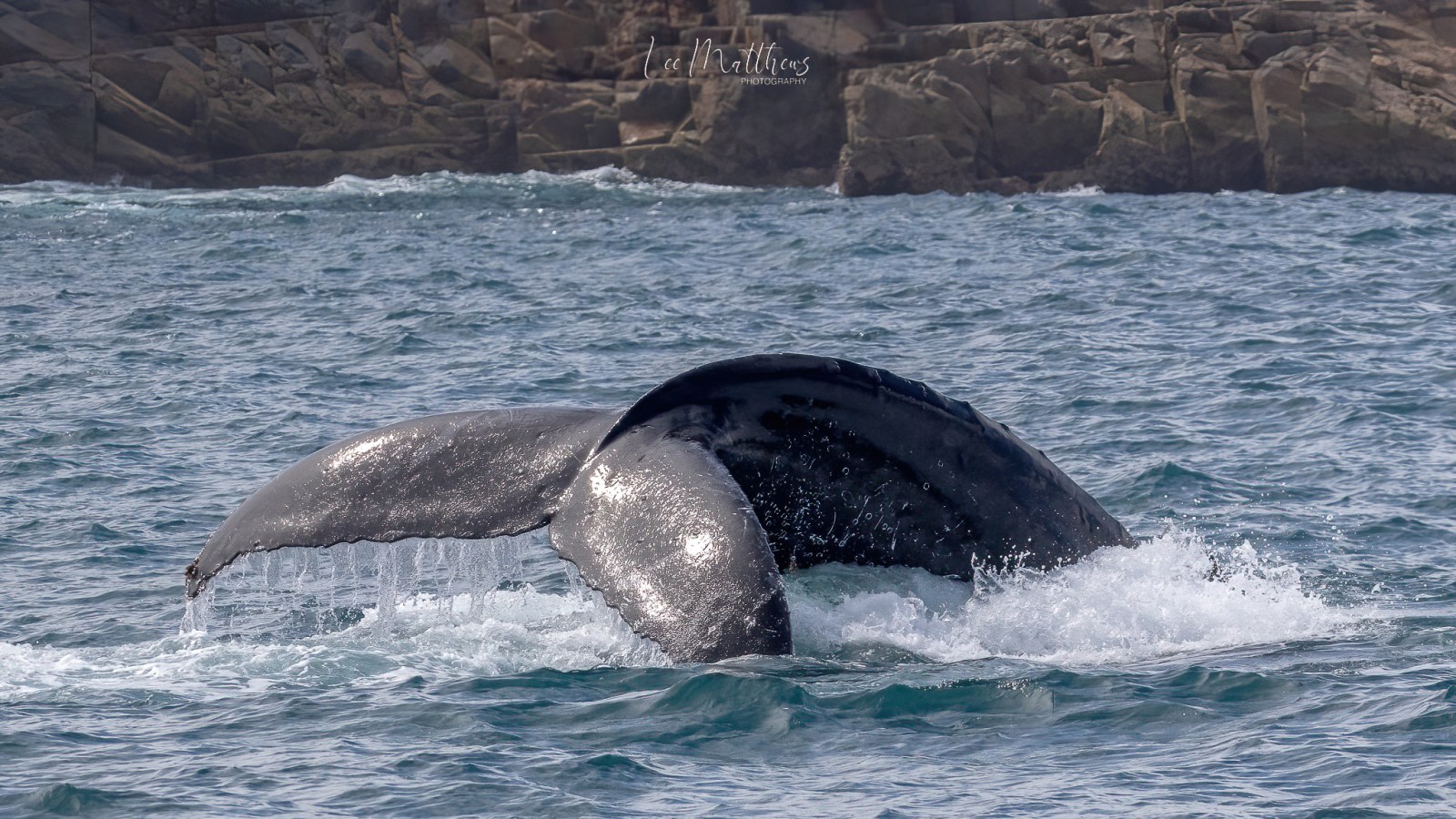 a whale jumping out of the water