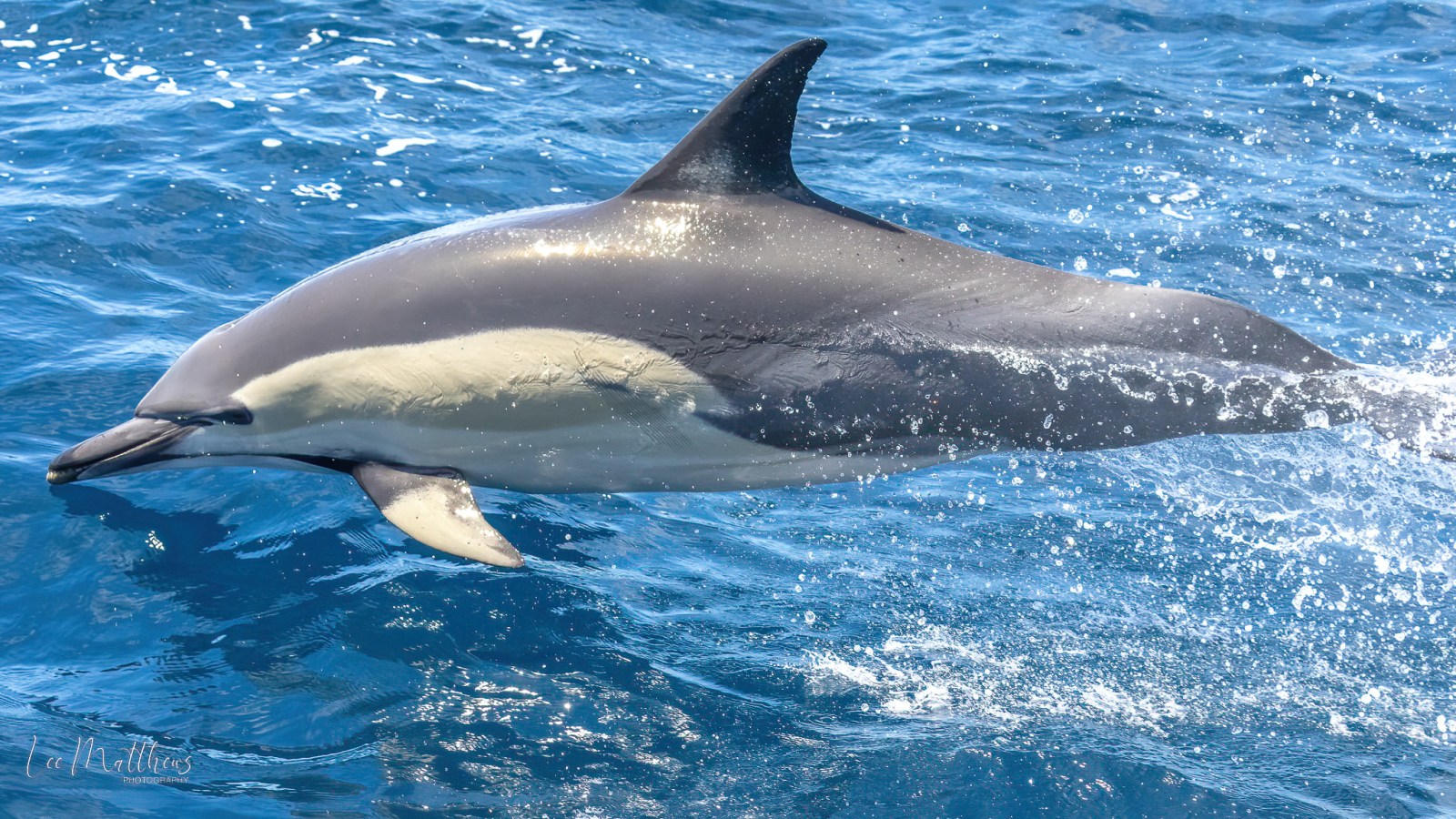 a dolphin swimming in a body of water