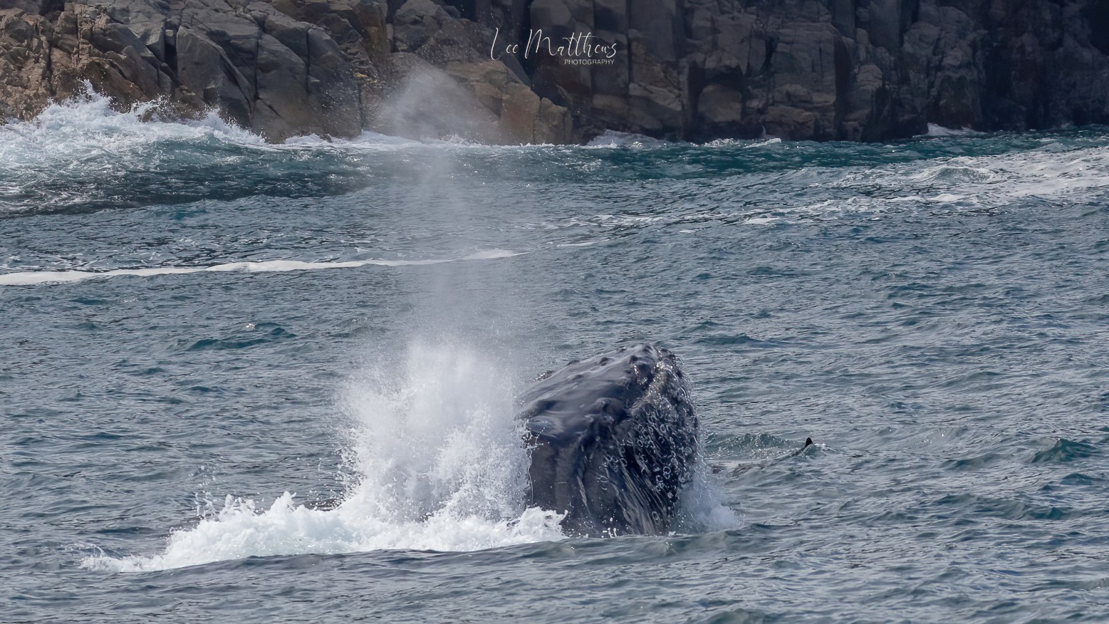 a whale jumping out of the water
