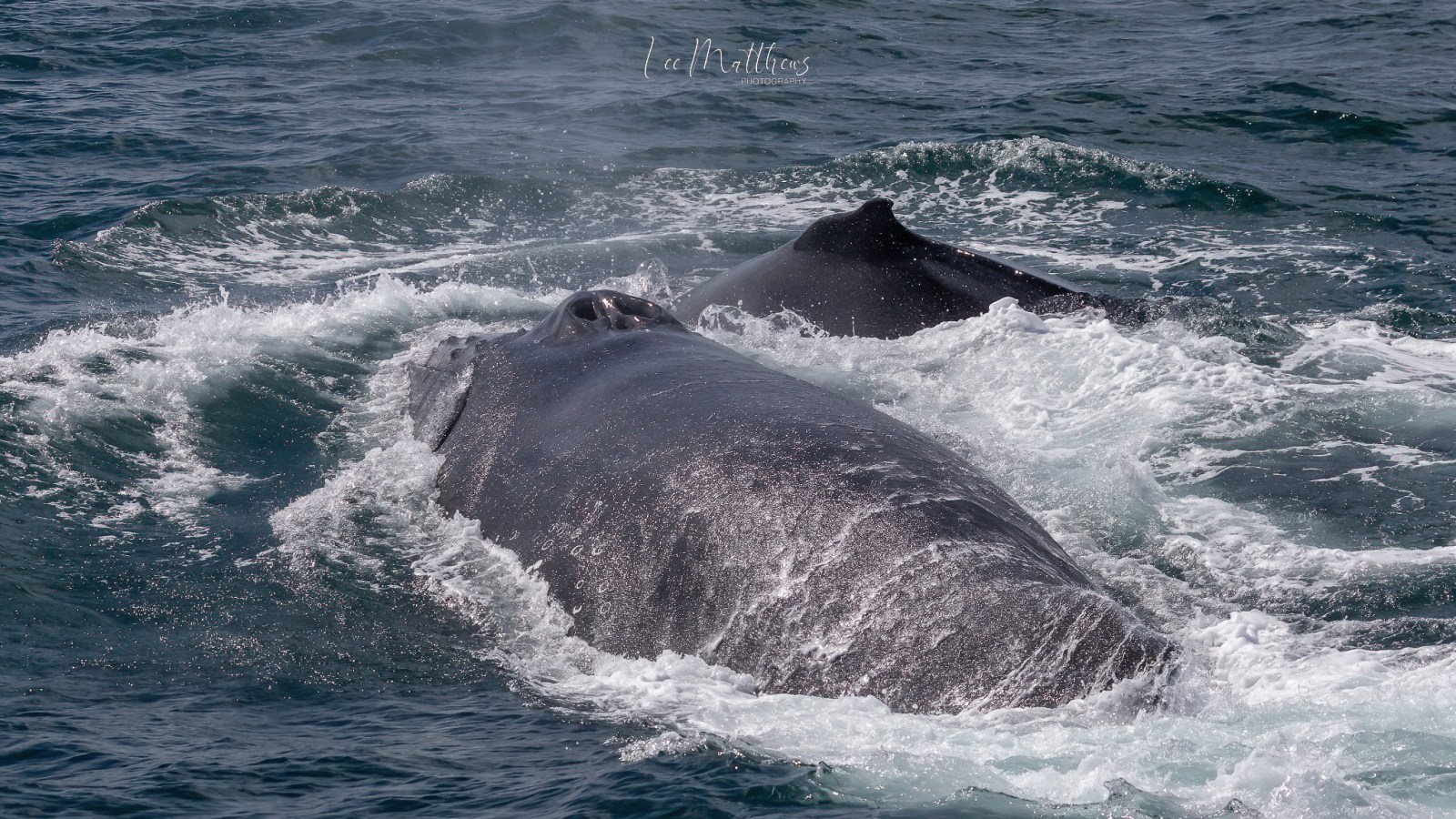 a whale jumping out of the water