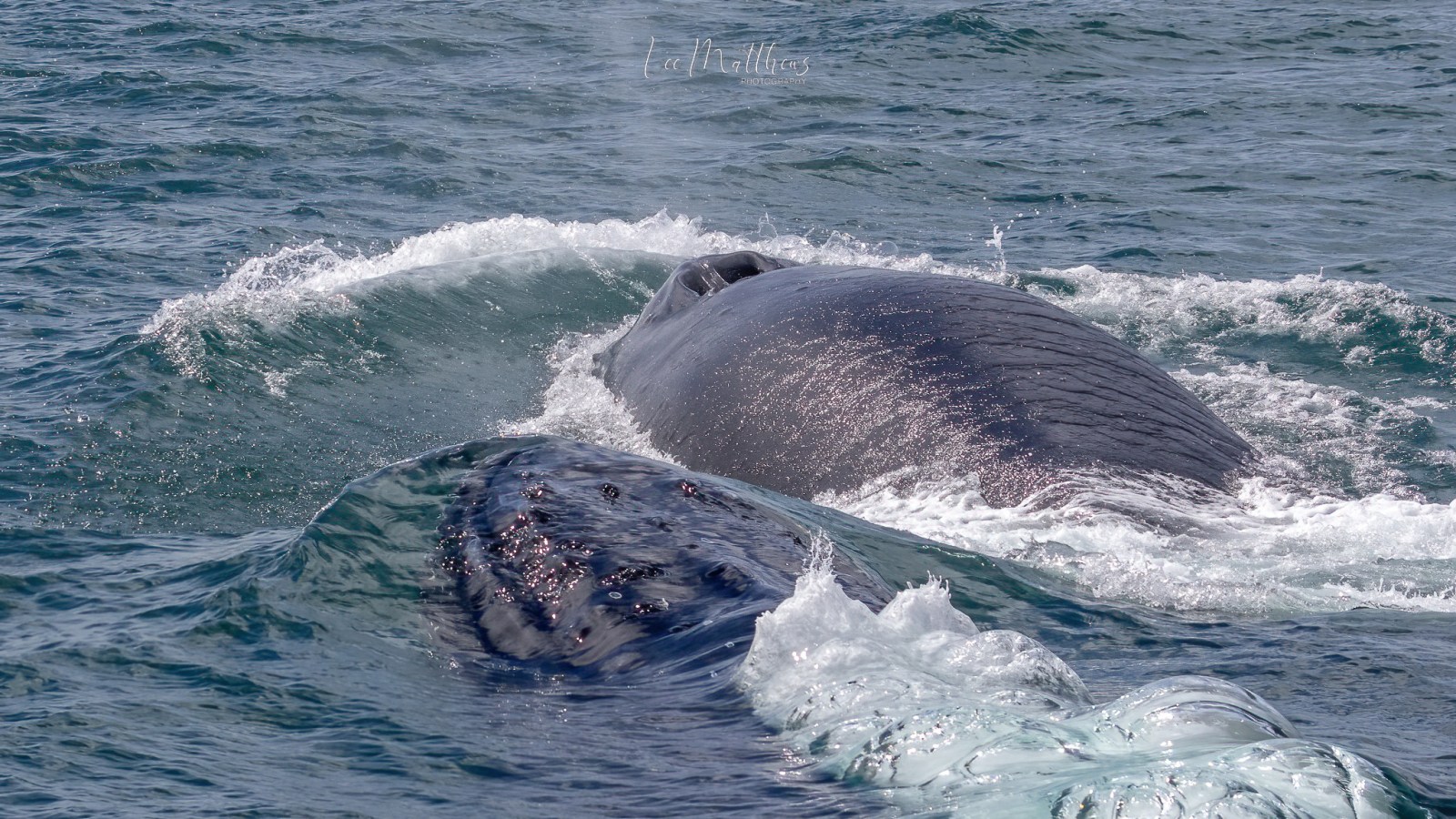 a whale jumping out of the water