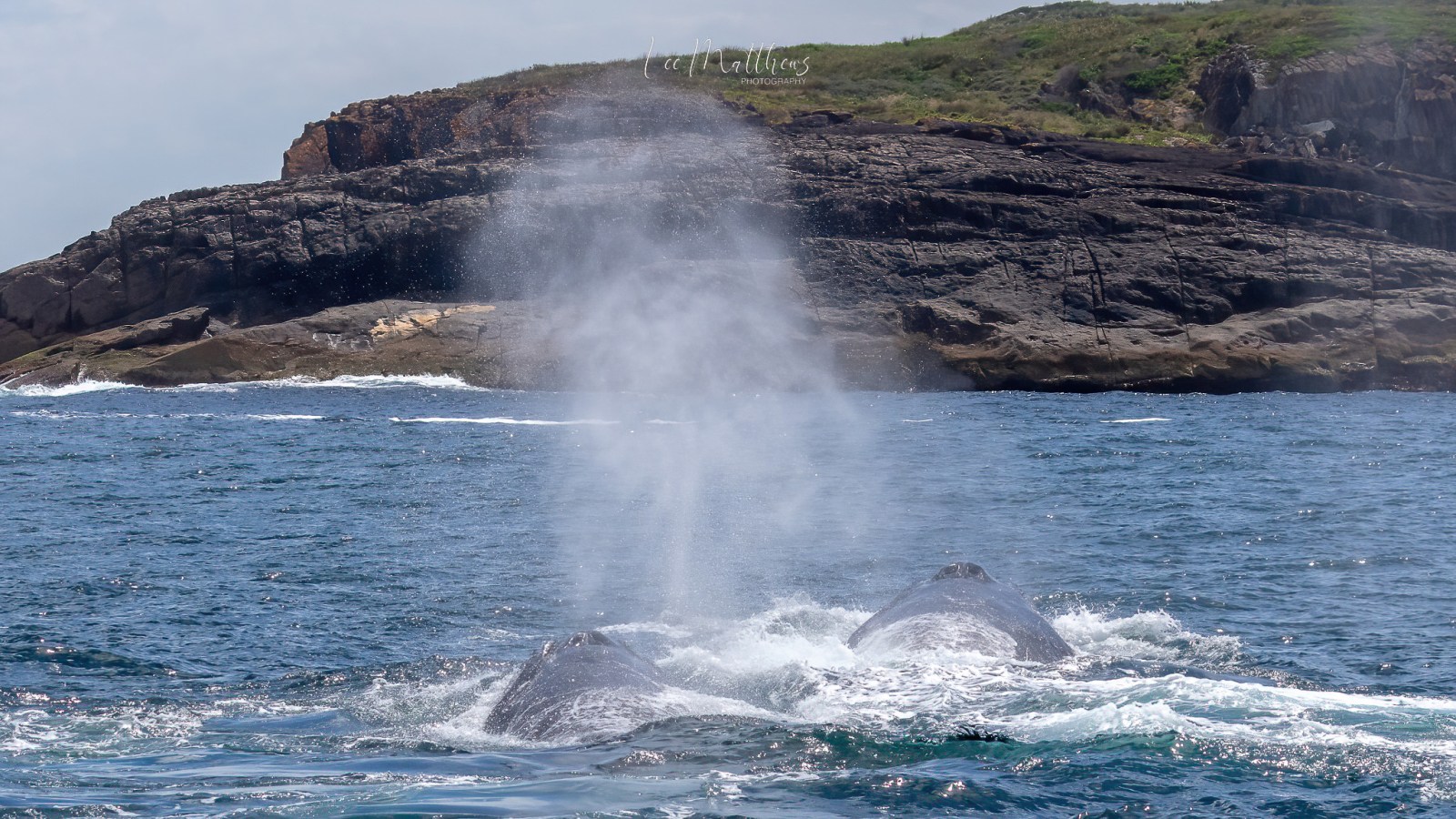 Whale Watching Moonshadow TQC Cruises Port Stephens Lee Matthews