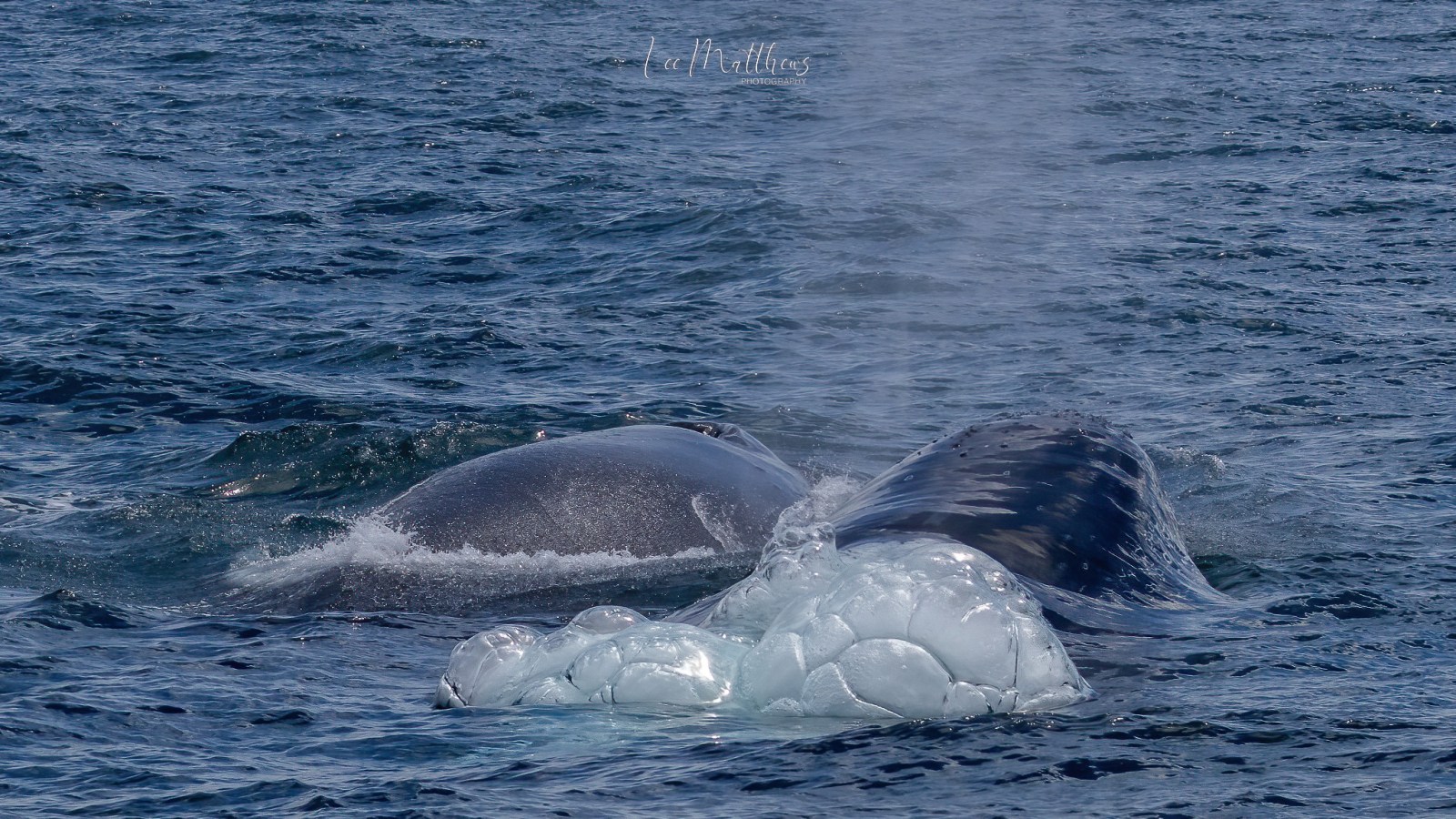 a whale jumping out of the water