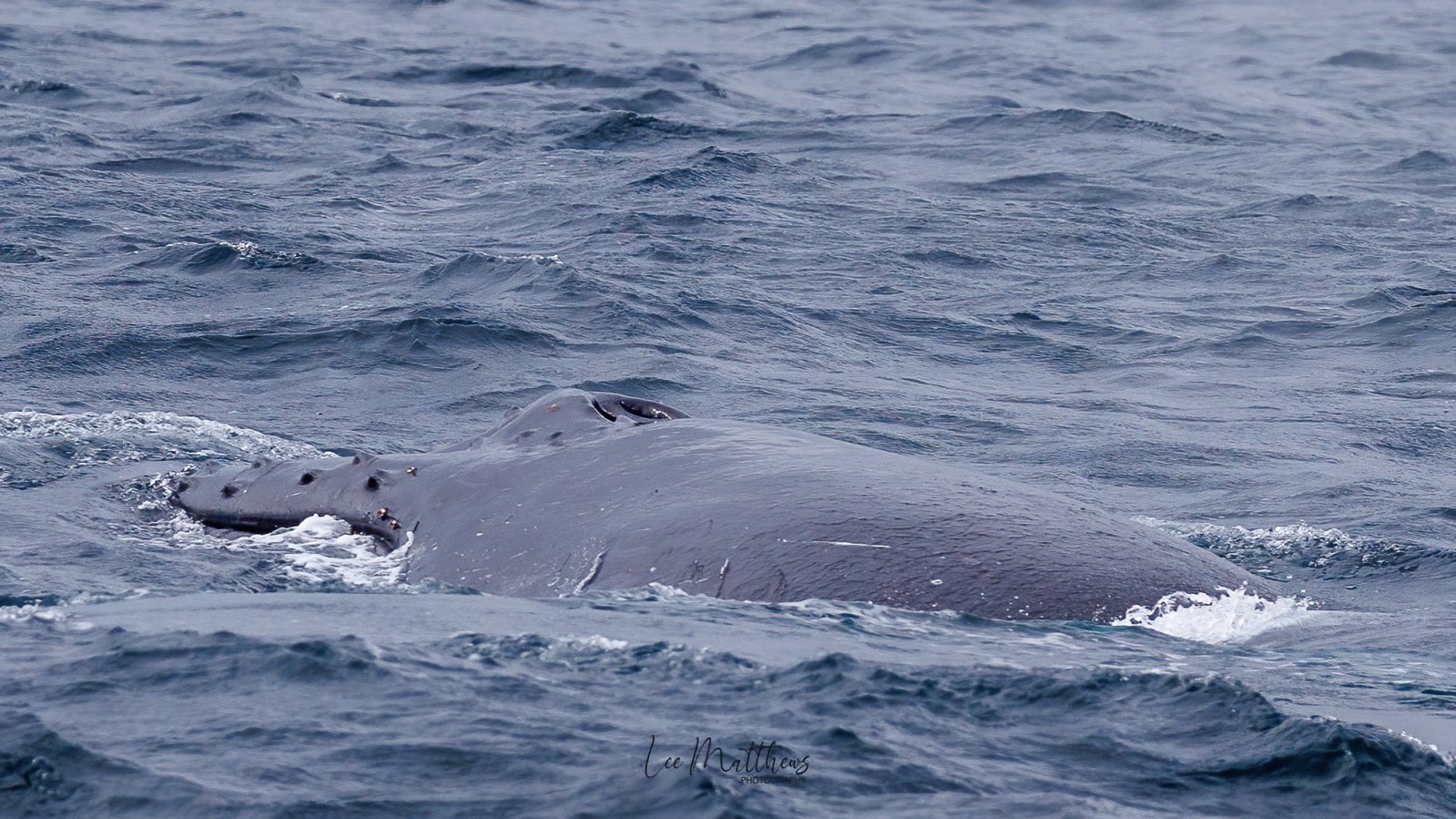 MOONSHADOW TQC WHALE WATCHING PORT STEPHENS