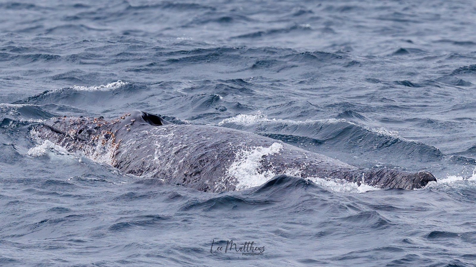 a whale jumping out of the water