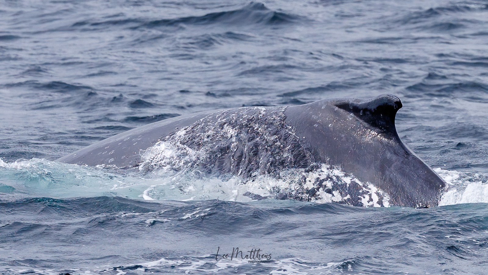 a whale jumping out of the water