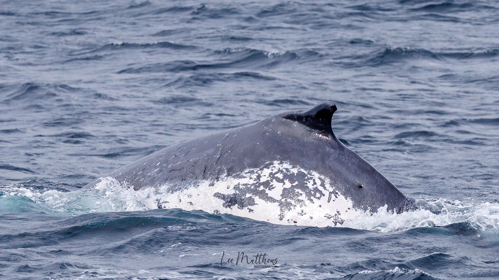 a whale jumping out of the water