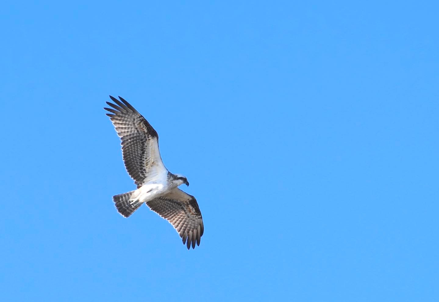 a bird flying in the sky