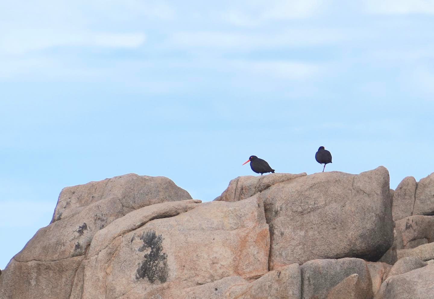 Whale Watching Moonshadow TQC Cruises Port Stephens
