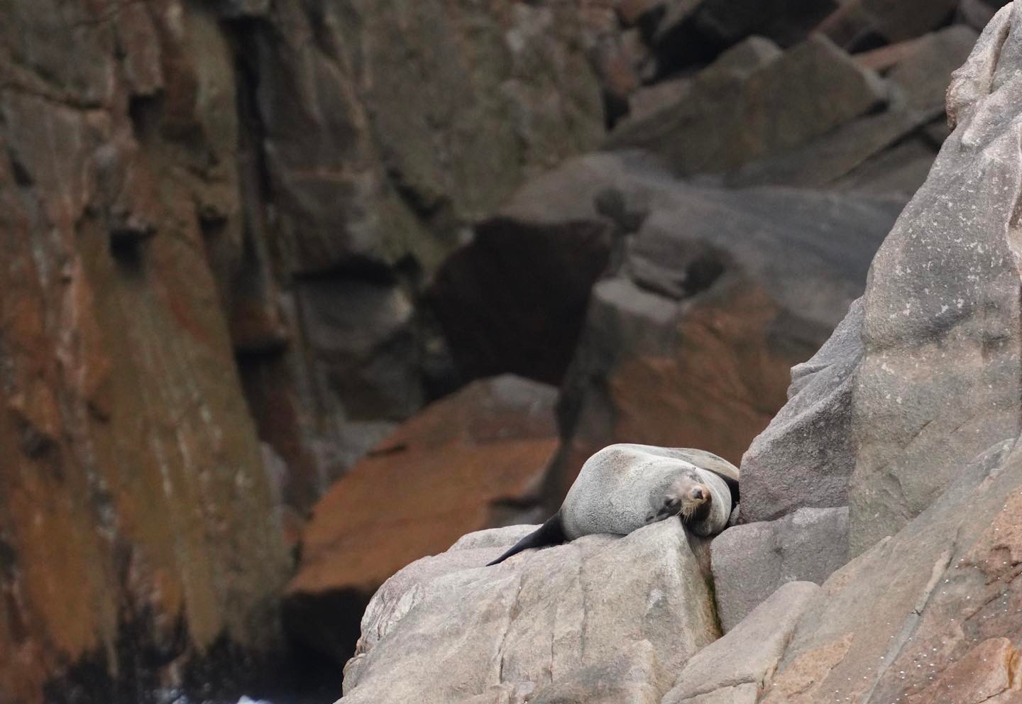 a polar bear standing on top of a rock