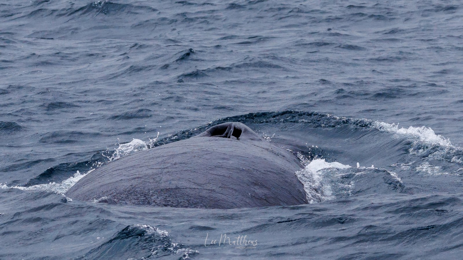 a whale jumping out of the water