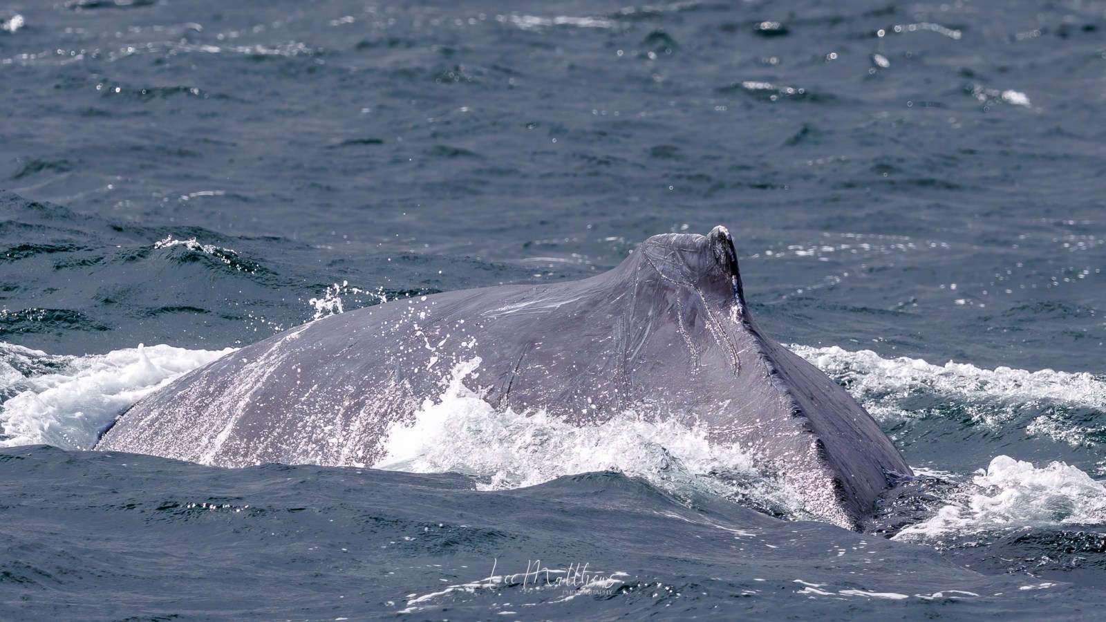 a whale jumping out of the water