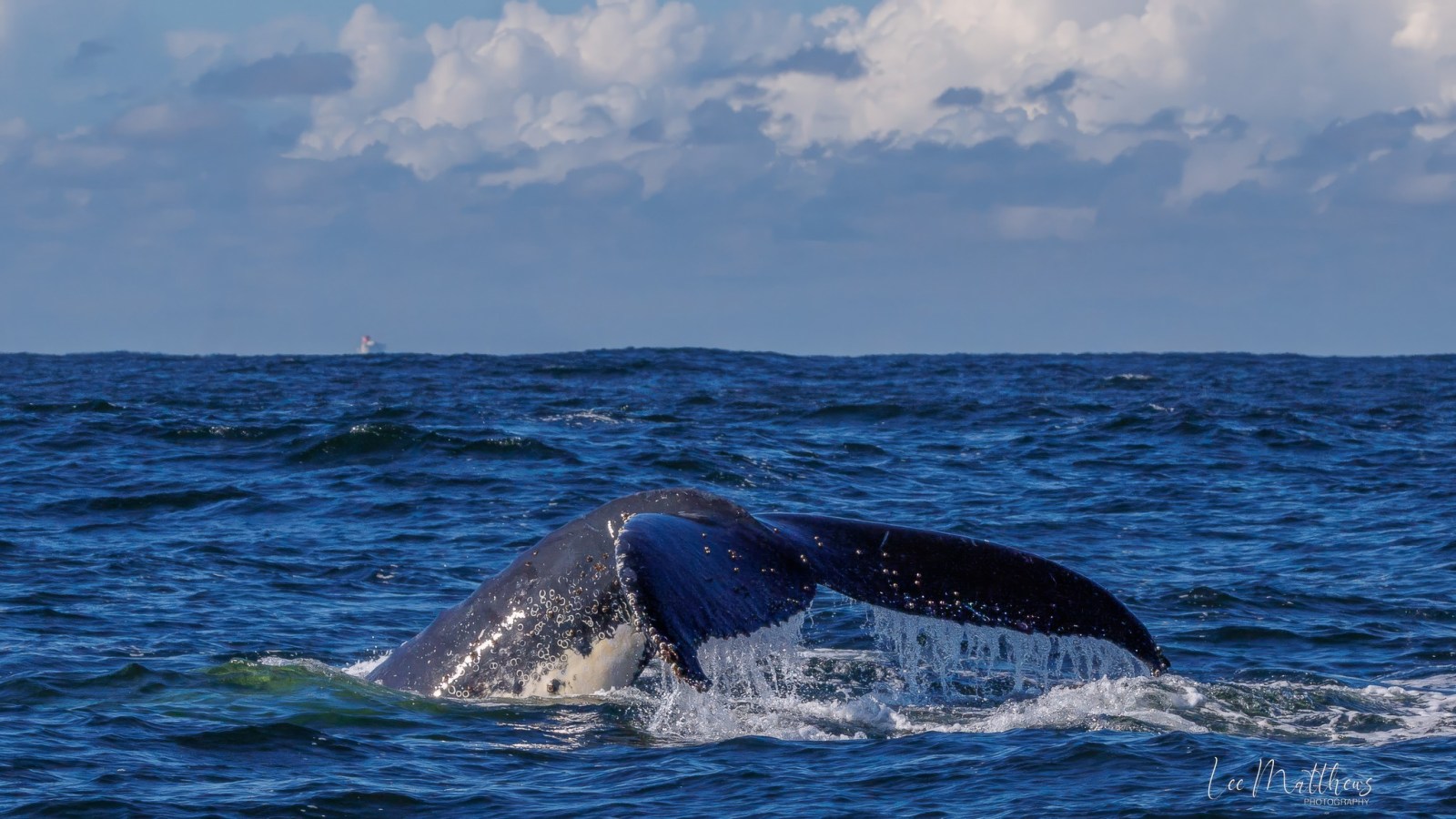 a whale jumping out of the water