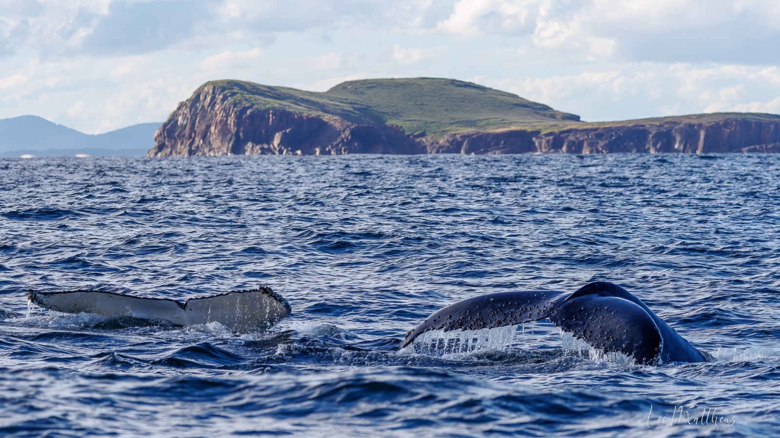 a whale swimming under water