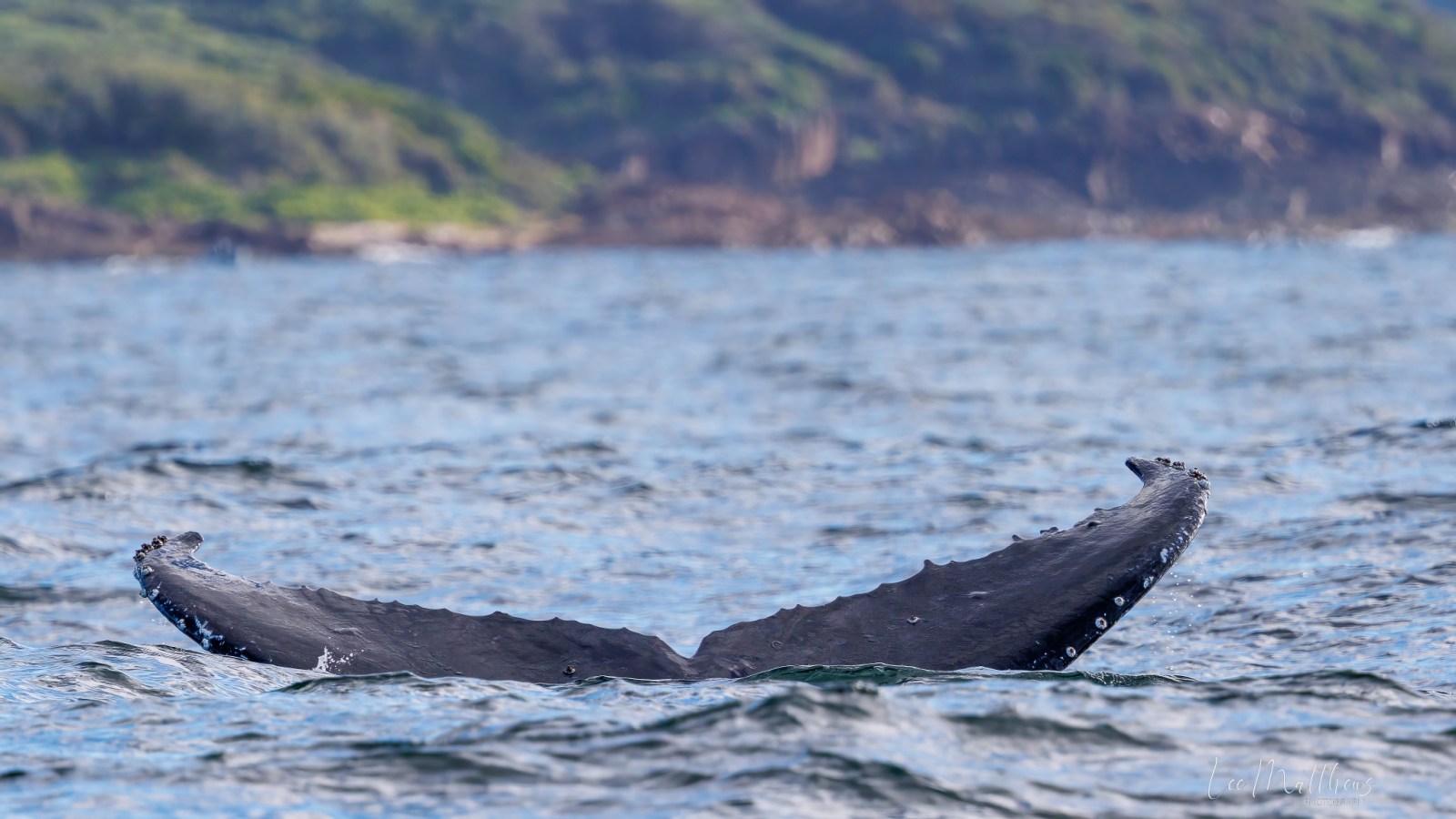 a bird swimming in water