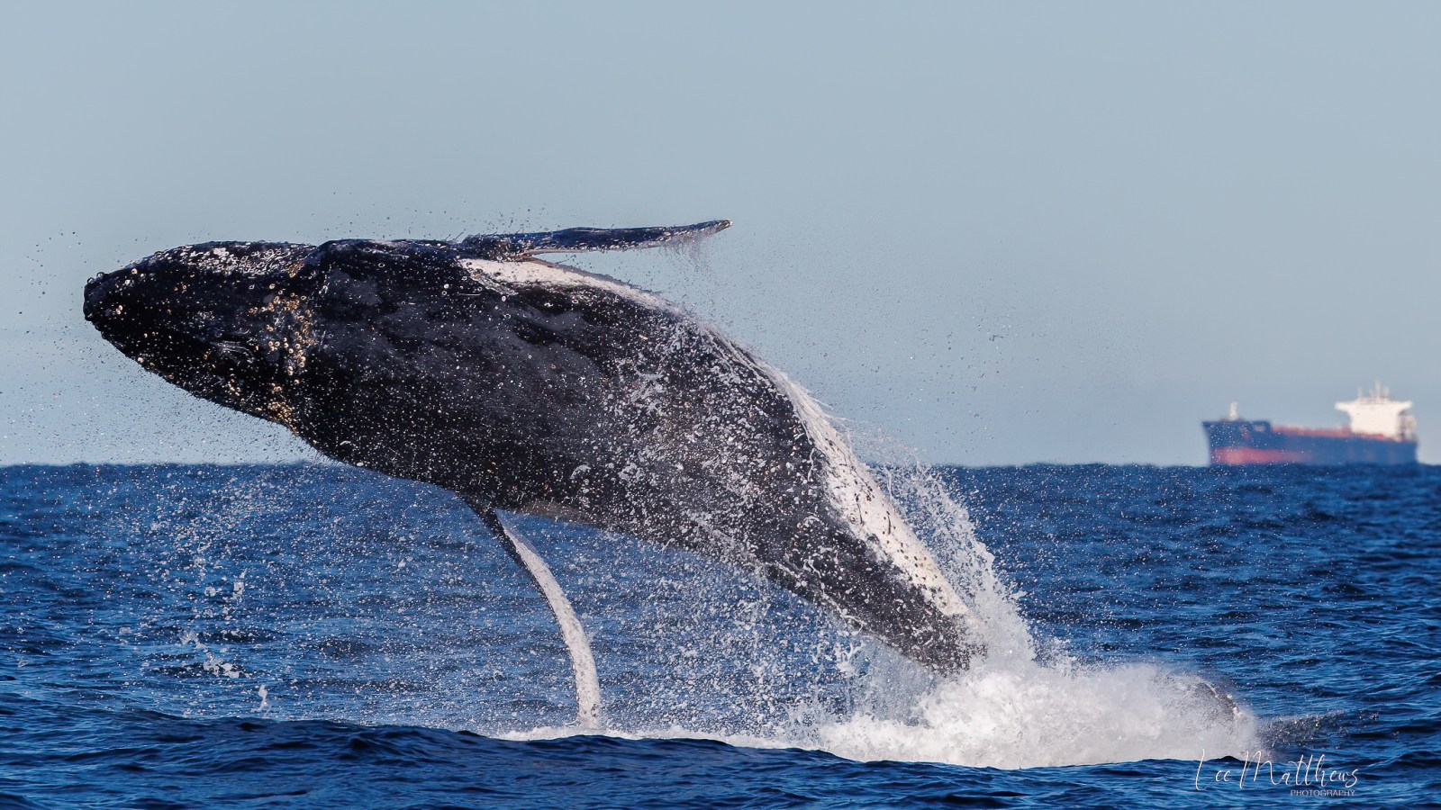 Whale Watching Moonshadow TQC Cruises Port Stephens Lee Matthews