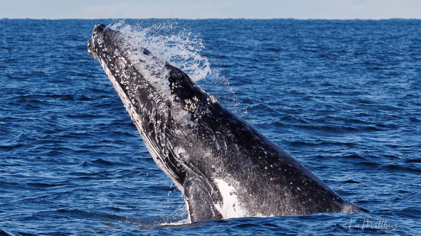 a whale jumping out of the water