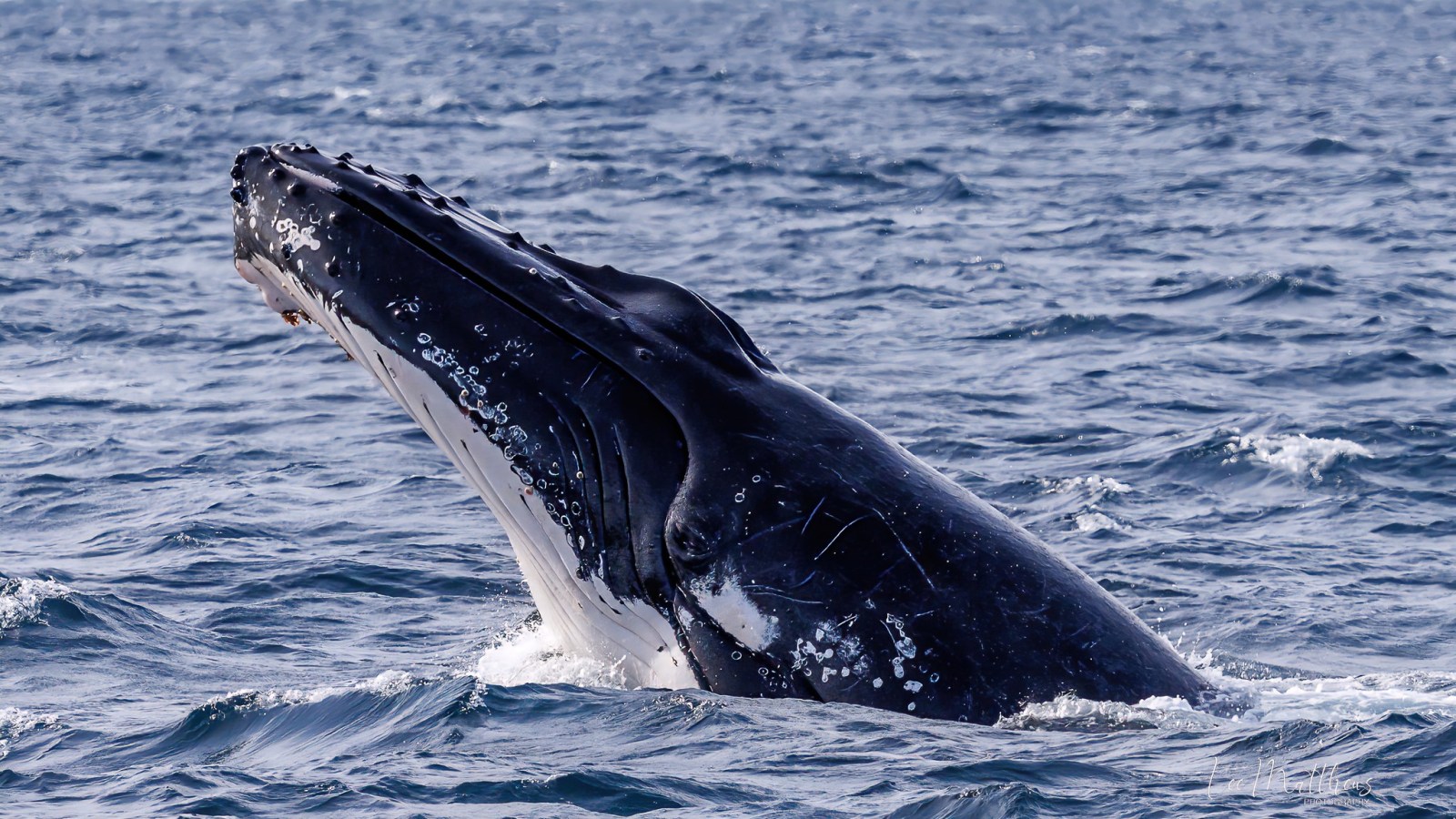 Whale Watching Moonshadow TQC Cruises Port Stephens Lee Matthews