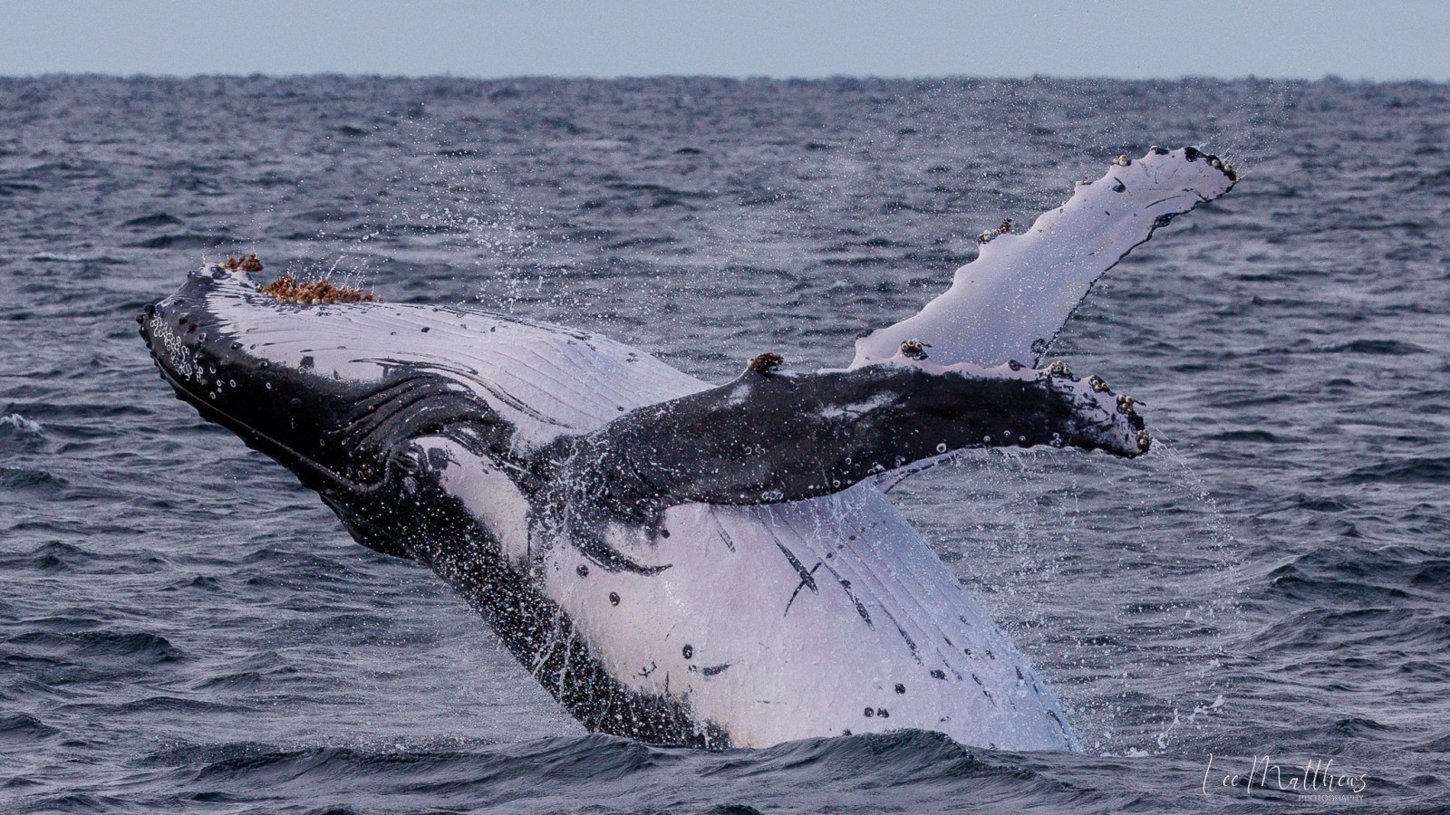 a whale jumping out of the water