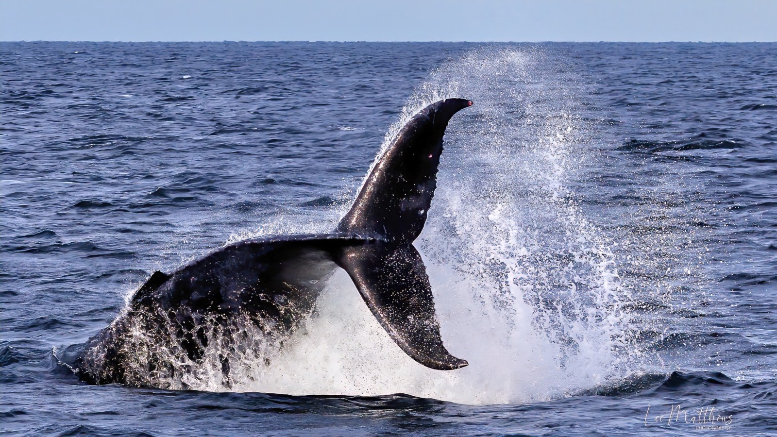 a whale jumping out of the water