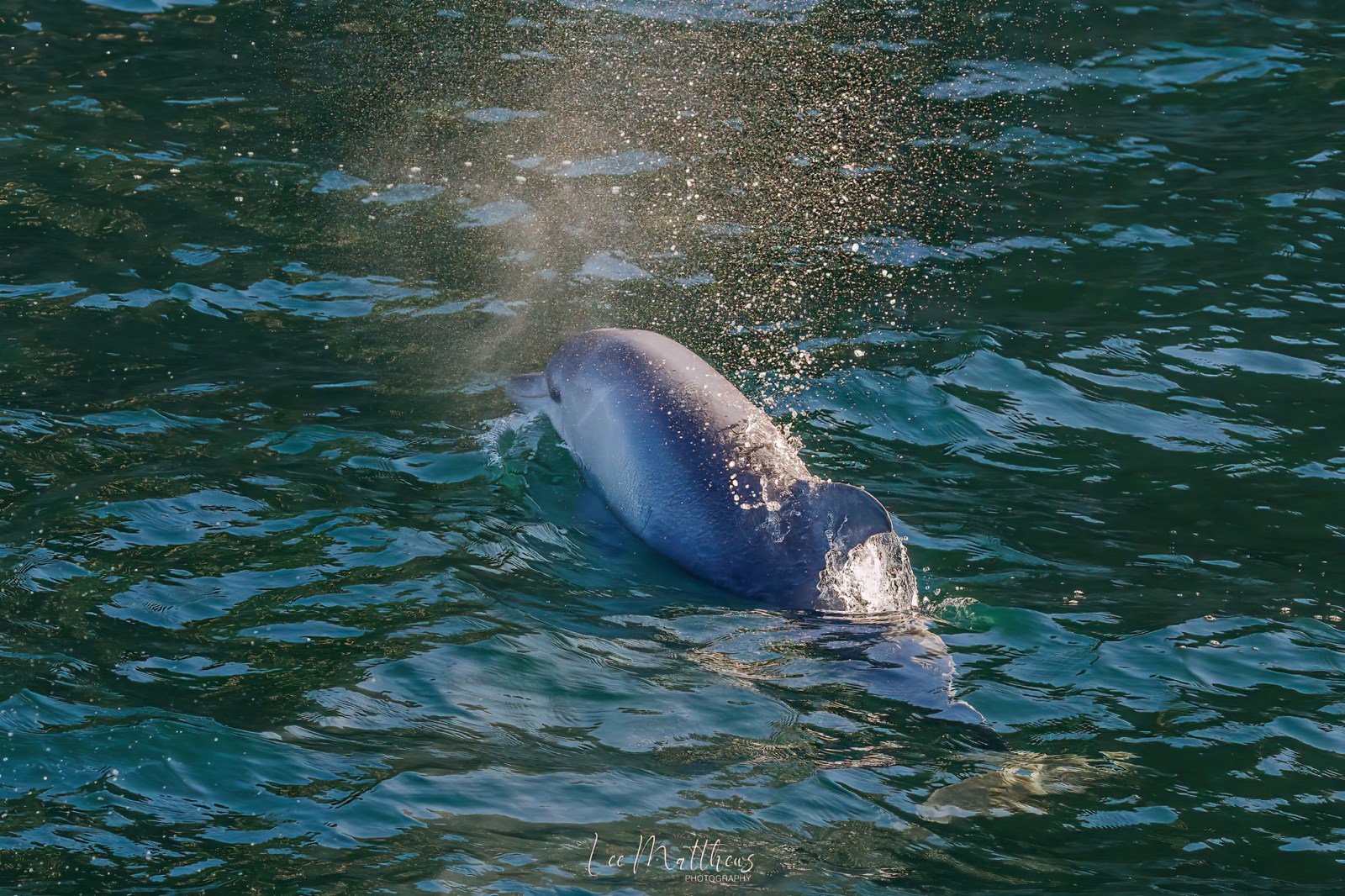 Whale Watching Moonshadow TQC Cruises Port Stephens Lee Matthews
