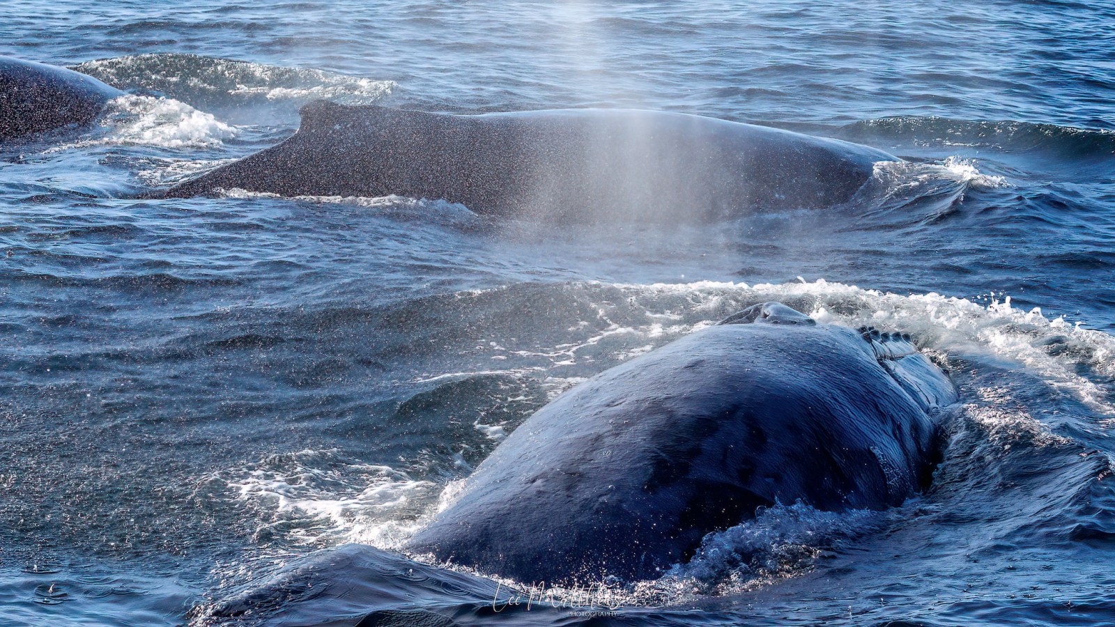 a whale jumping out of the water