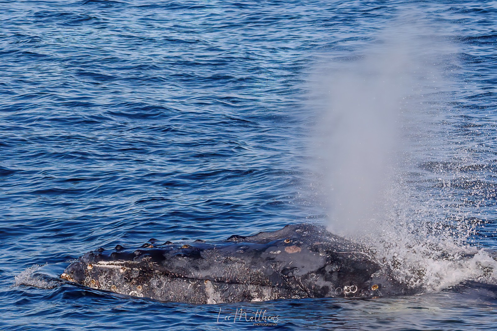a whale jumping out of the water