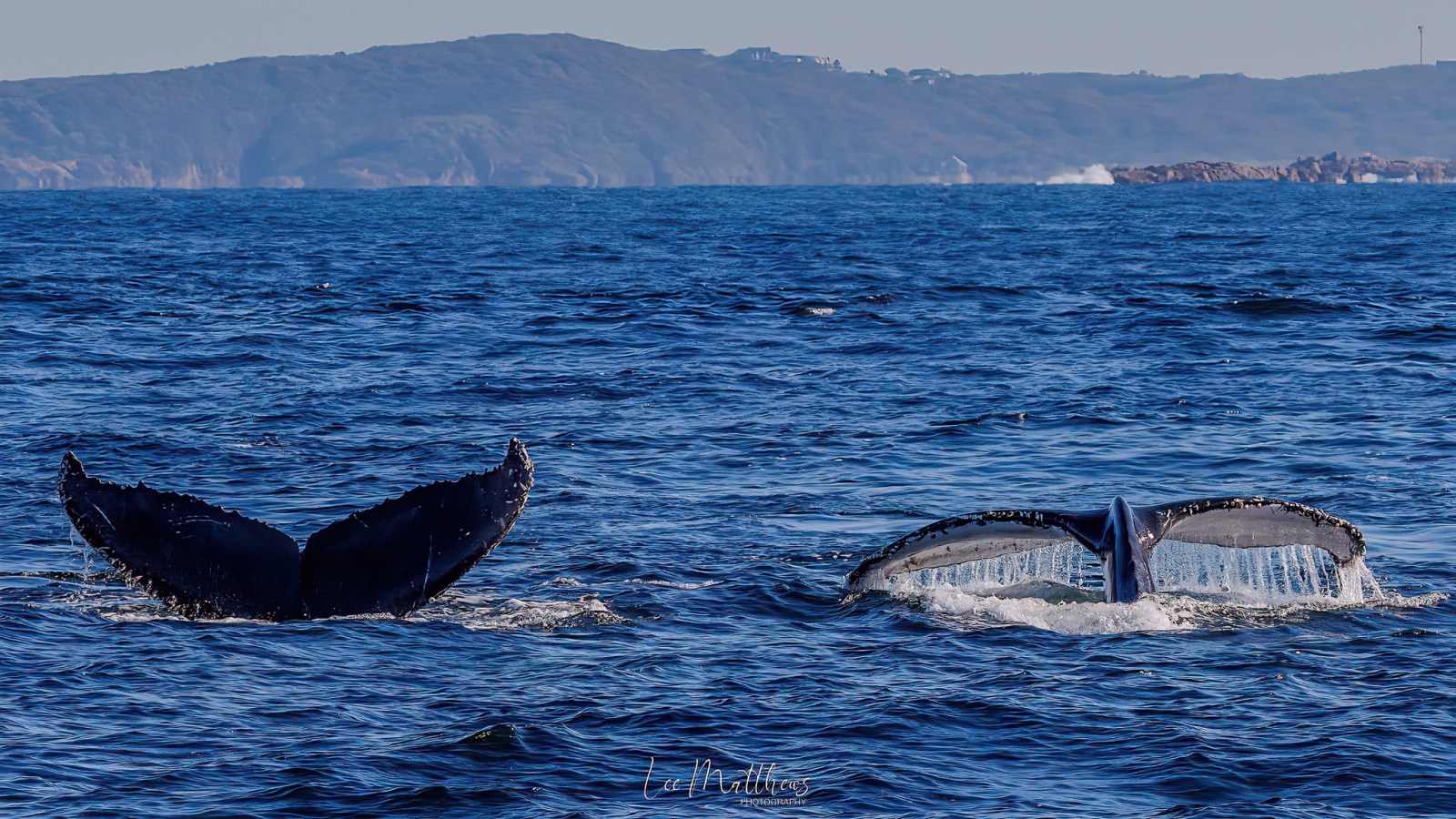a whale swimming in a body of water with a mountain in the background