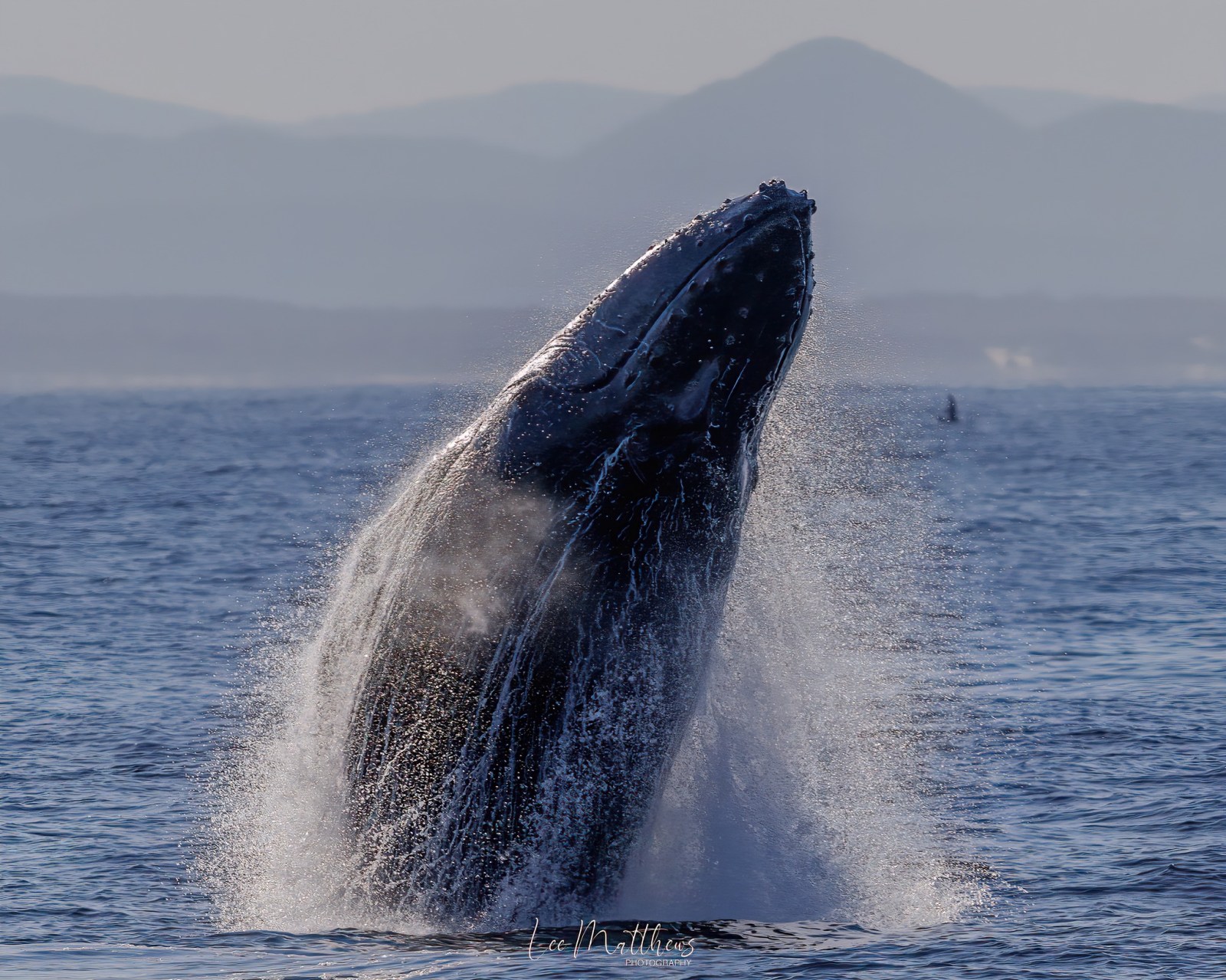 a whale jumping out of the water