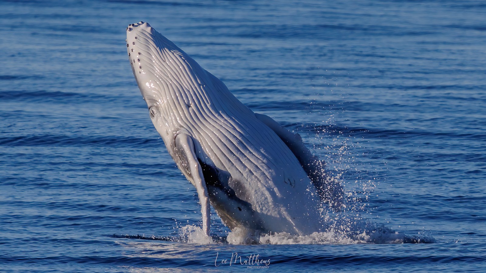 Whale Watching Moonshadow TQC Cruises Port Stephens Lee Matthews