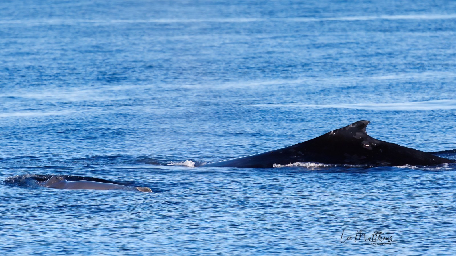 a whale jumping out of the water