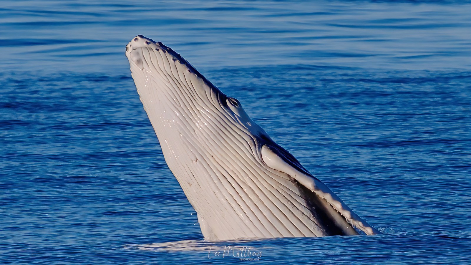 a whale jumping out of the water