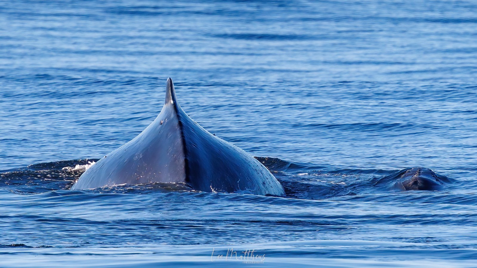 a whale swimming under water