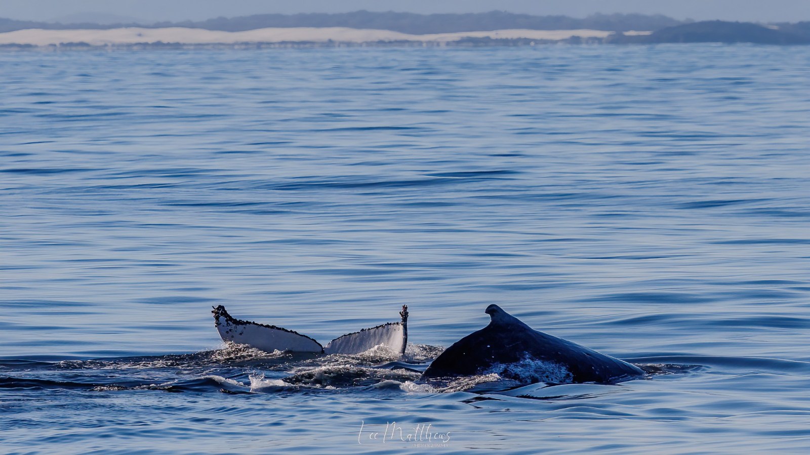 a whale swimming under water